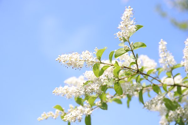 《吐露芬芳》