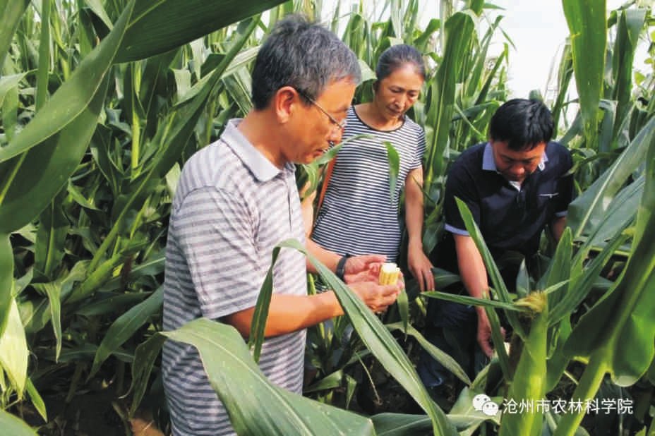 我院牧草专家到中捷农场指导涝灾牧草生产