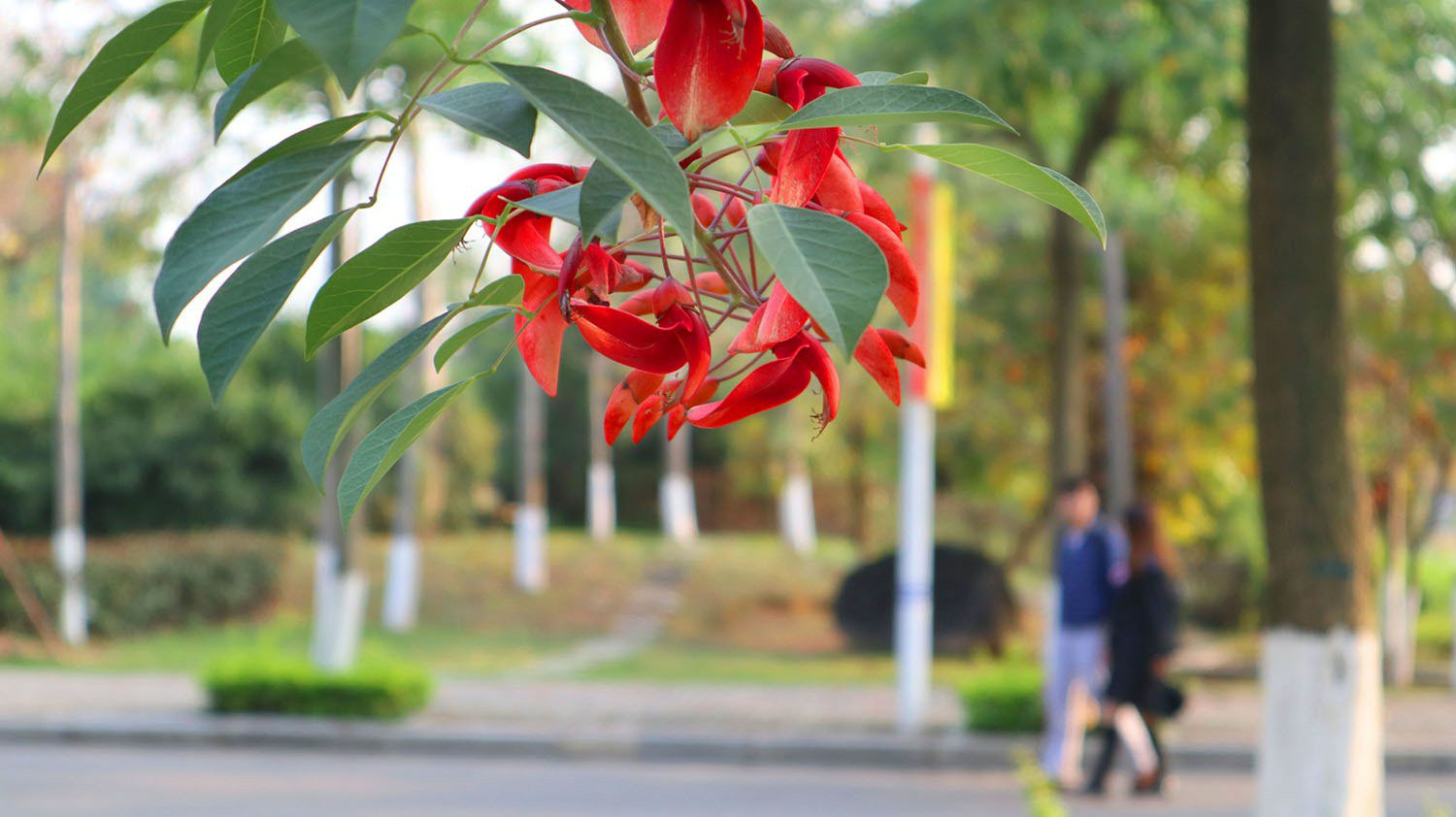 校園校園四月天四月天春光正好，不負(fù)年華