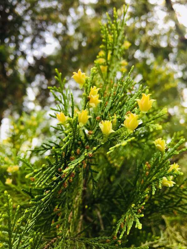 侧柏科 属:柏科侧柏属 开花时间:3 月下旬 结果时间:4