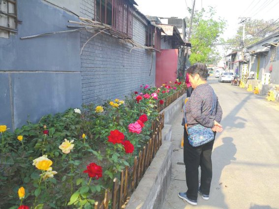 集眾智匯眾力“鮮花小巷”扮靚最美家園