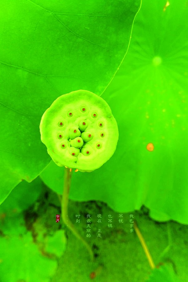 畢業(yè)花信至，小滿苦菜開