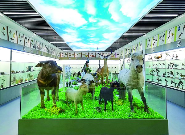 标本展示 张凌熙 摄
