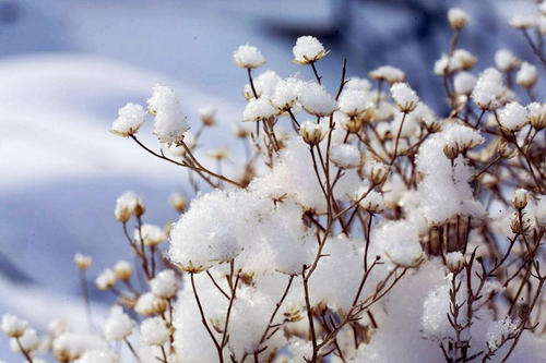 觀雪