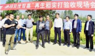专家组成员、福建农林大学林文雄教授宣布测产结果　　李洪振摄