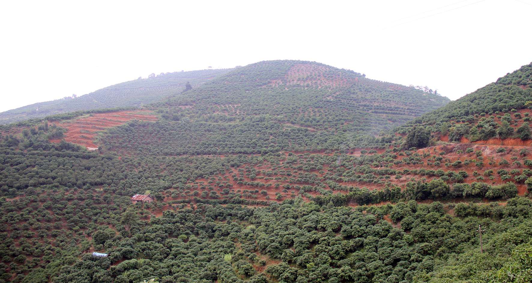 阳圩农场公司芒果种植基地阳圩农场公司芒果种植基地