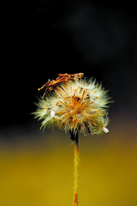 等待一朵花