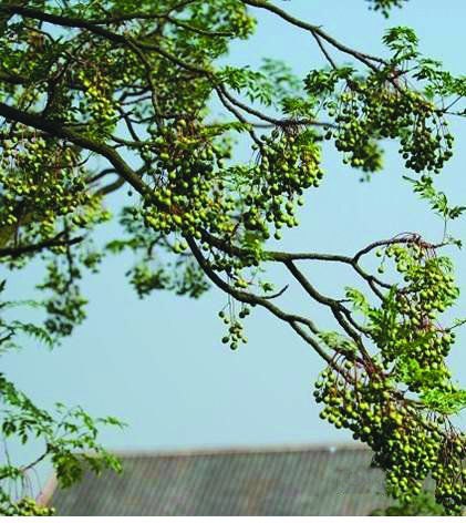 系在秋叶上的回忆