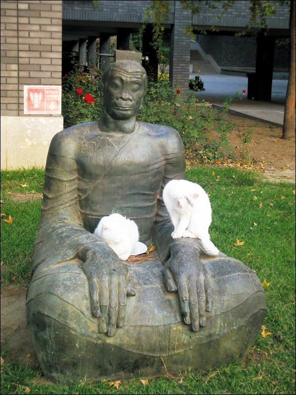 学生与校园内的流浪猫玩耍