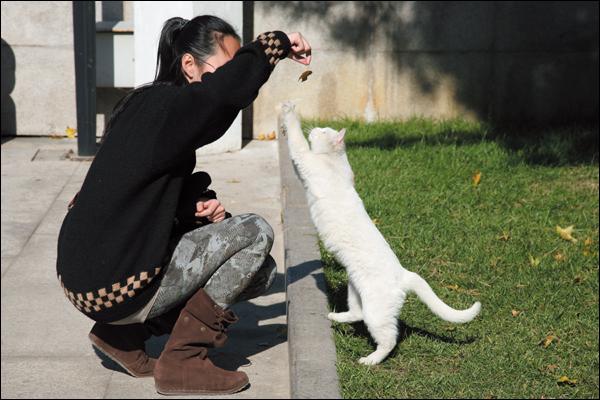 学生与校园内的流浪猫玩耍