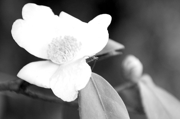 12月，一株油茶的个性