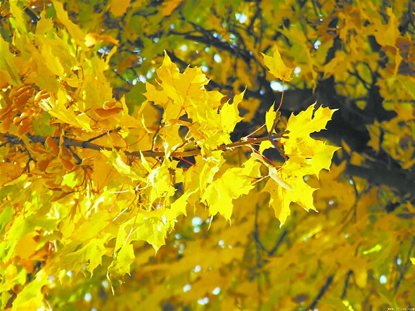 撑起心中的树□陈宏宇