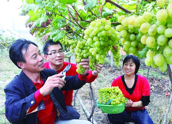 图片新闻：无锡市万石镇大尖村大学生村官彭秋君