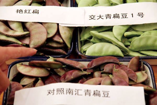 我国扁豆安全优质育种生产获重大突破