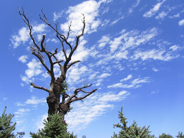 蒲公英，不想飞