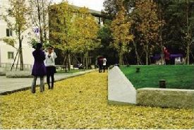 “银杏闪电”带来的感动