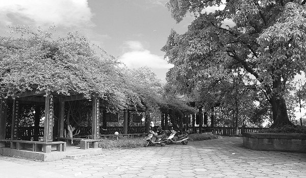 绿影副刊·逐梦青春