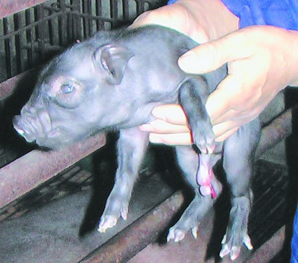 世界首例“带有抗猪瘟病毒基因的克隆猪”在我校