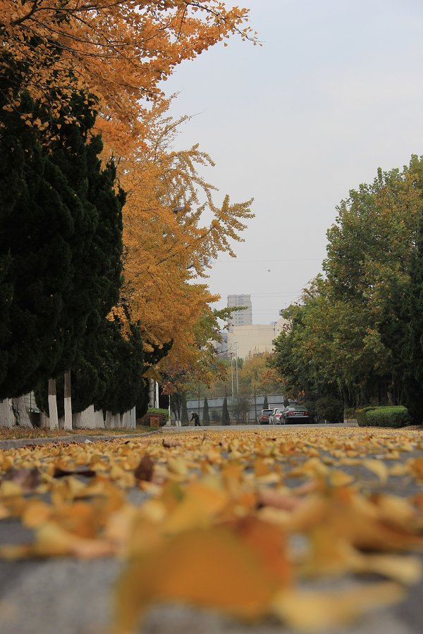 校园秋景-大连交通大学校报电子版《大连交通大学报》