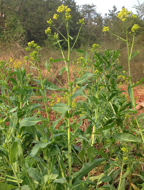 植物名:板蓝根科目来源:十字花科菘蓝属植物学名:isatis