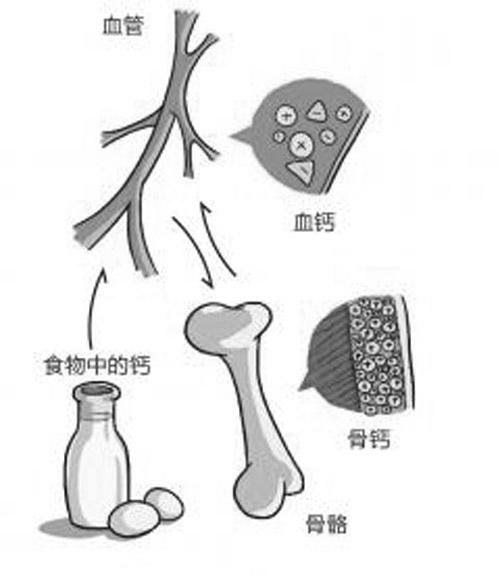 血钙与骨钙的区别