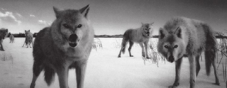 狼与人的故事——《狼图腾》的启示学生通讯员 张晶晶