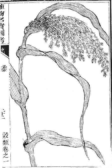 再说临朐的高粱