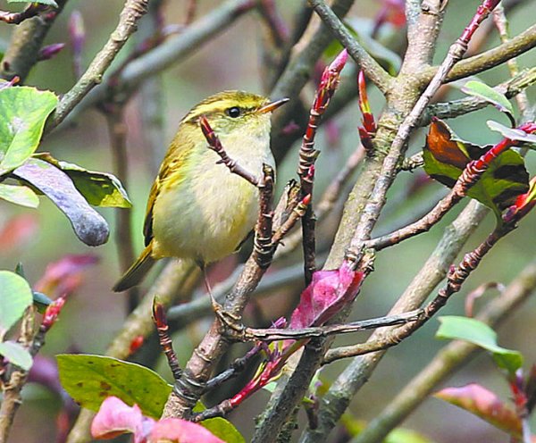 柳莺(phyllosco鄄pus),属于雀形目莺科鸟类,俗称柳串儿或槐串儿,是