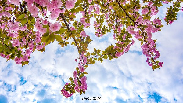 千树万树樱花开“青春绽放”第二届樱花文化艺术