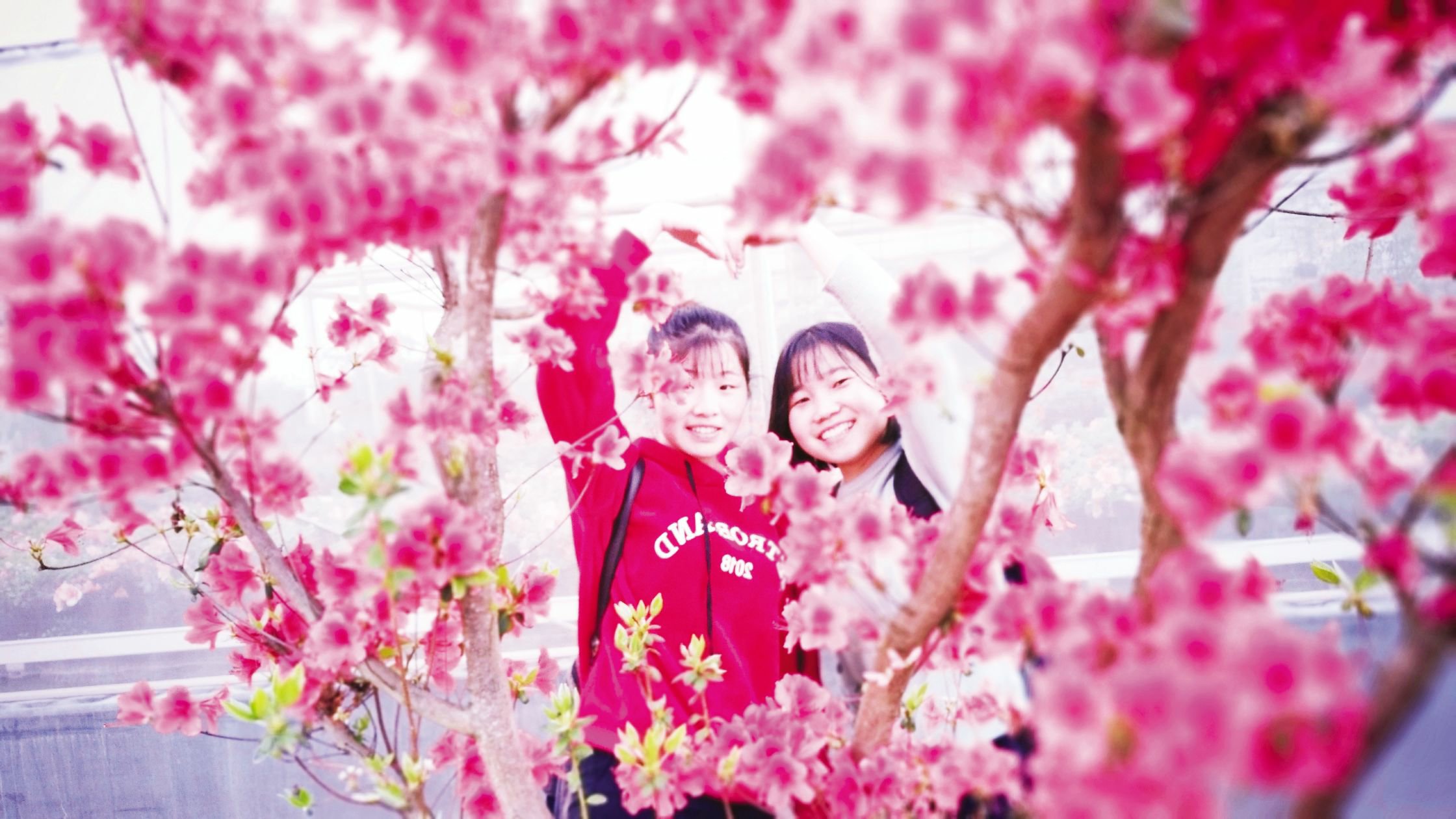 杜鹃花开惊艳校园