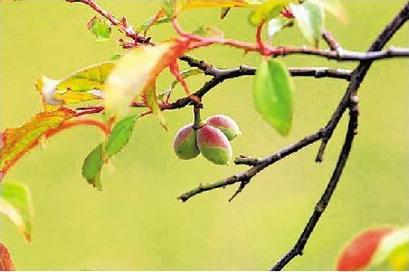 花褪残红青杏小