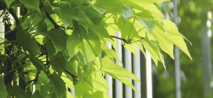 仲春之月醉芳华