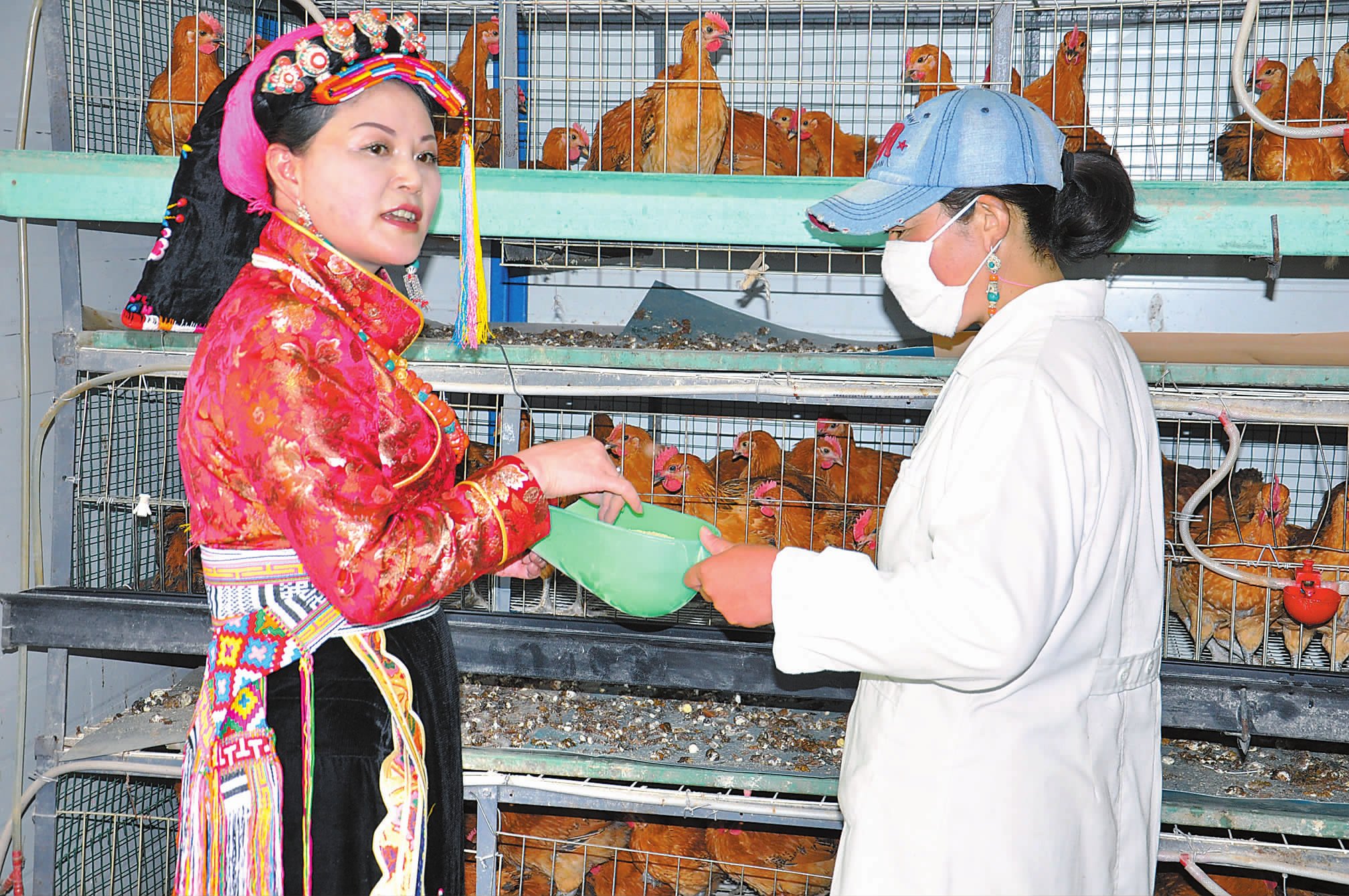 “立体种养”成就杨凤不凡事业